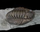 Large, D, Flexicalymene Trilobite From Ohio #35134-2